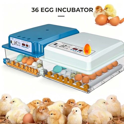 Uova incubatrice - 🥚🥚36,