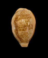 Conchiglia Shell CYPRAEA