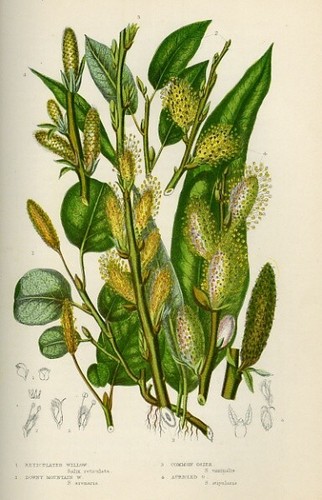 Stampa botanica antica 1899 - botanica,