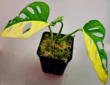 Bellissima Monstera Adansonii