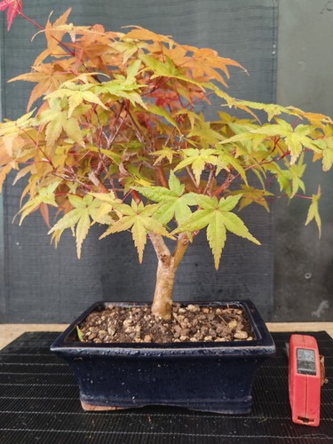 Bonsai acero rosso deshojo - acero,
