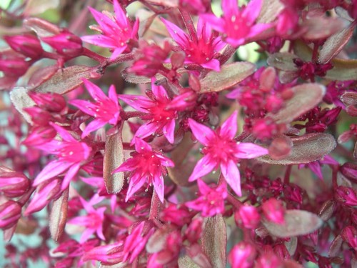 Sedum spurium voodoo - sedum, 'voodoo'