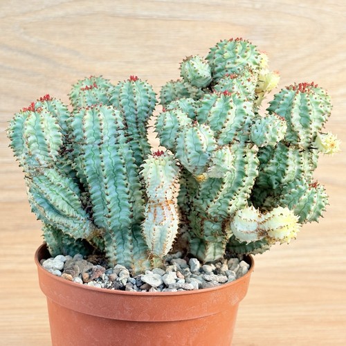 Euphorbia mammillaris