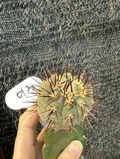 Piante succulente Copiapoa