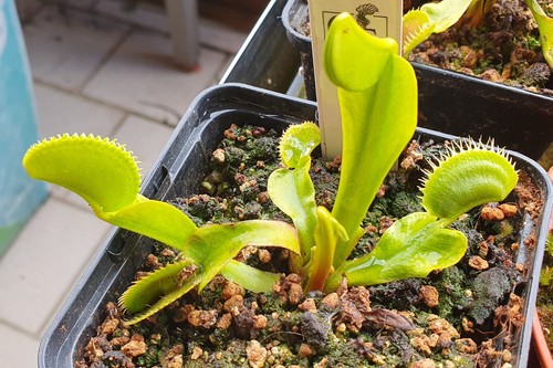 Dionaea muscipula dentata - dentata, a