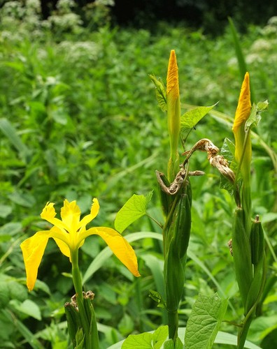 Photo 6x4 yellow - 6x4,