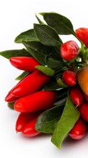 Pianta di Peperoncino Piccante