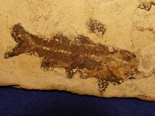 PESCE FOSSILE  SMERDIS MINUTUS