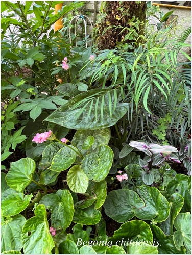 Begonia chitoensis rare et - chitoensis,