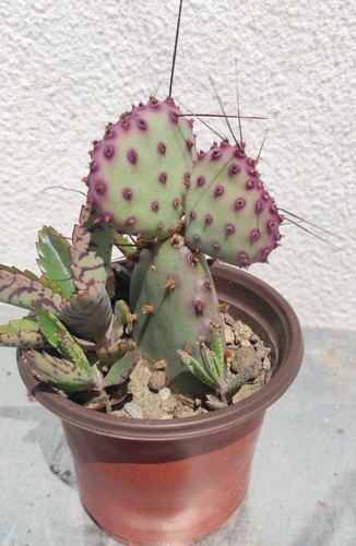 Vaso 9 cm - 🏜️🥰vaso,