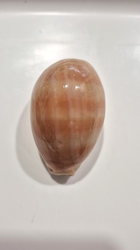 Ciprea carneola bargain - , bargain!!