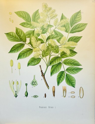 Fraxinus ornus 1886 botanica - fraxinus,
