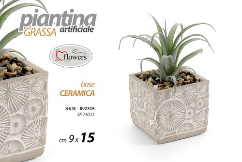 Pianta piantina grassa - pianta,