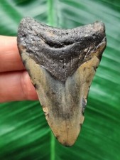 Dente blu e grigio del