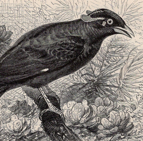 Hill myna - hill,