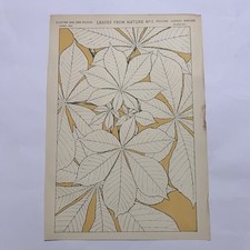 Stampa botanica Leaves from