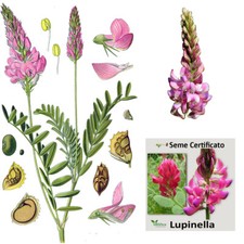 Lupinella in seme certificato - Mellifera per Apicoltura