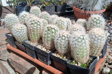 Pezzi echinocereus - 2,