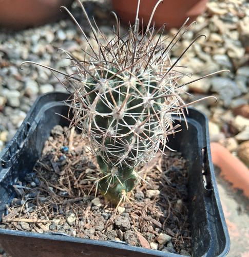 Sclerocactus parviflorus price - sclerocactus,