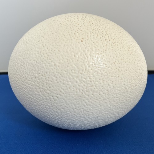 Ostrich egg approx 14cm tall - 14cm,