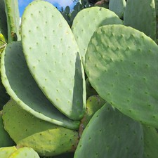 40 Pale Di Fico D'india