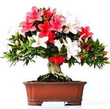 Bonsai di Azalea Rododendro
