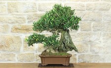 Bonsai di Olivo (126)