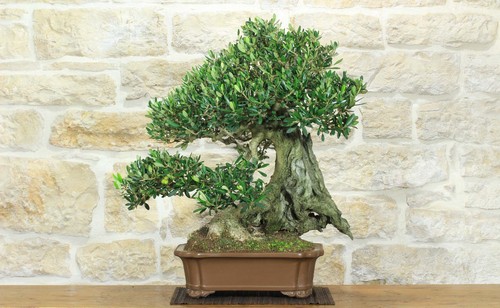 Bonsai olivo - bonsai, di
