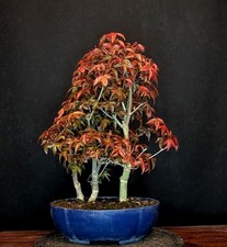 BONSAI DI ACERO ROSSO