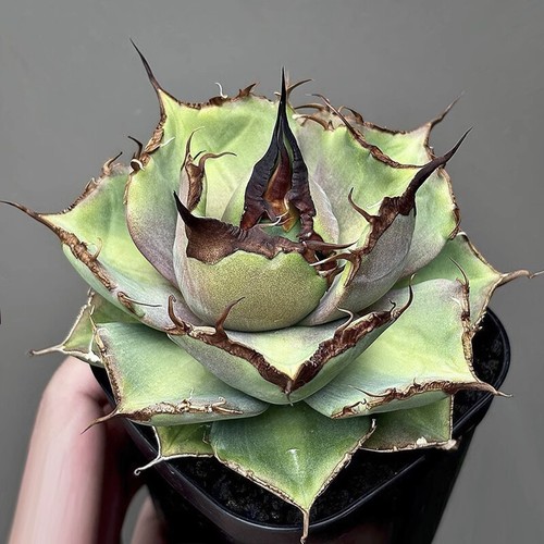 Pianta agave succulenta 8cm - di,