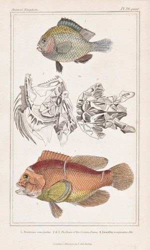 Samtanemonenfisch maroon pesce - samtanemonenfisch,