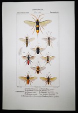 1831,PRETRE ORIGINALE ENGR. BELLISSIMO ACQUERELLO ANTICO SUPERBO IMENOTTERI XQB