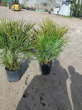 PIANTA DI CHAMEROPS UMILIS