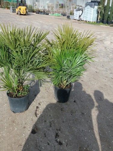 Pianta chamerops umilis - pianta,