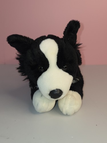 Animal alley border collie - animal,