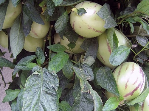Solanum muricatum pianta - pianta, di