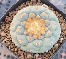1 pz rara pianta di cactus L