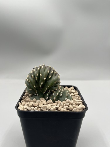 Marginato cereus - marginato,