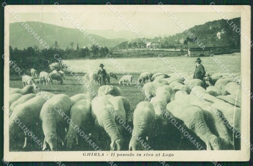 Varese ghirla gregge cartolina - ghirla,