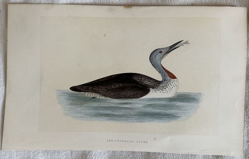 Morris red throated - morris, diver
