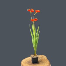Crocosmia crocosmiiflora - x,