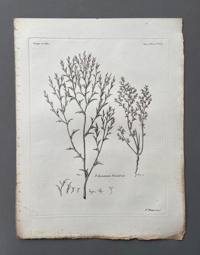 Incisione antica botanica - incisione, antica,
