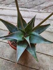 ALOE LAETA X IMALOTENSIS POT