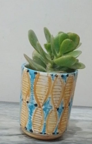 Rametto giada crassula - rametto,