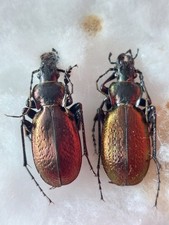 2ex.  Carabus (Neoplectes)