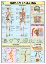 Insegna Nido E Scheletro Umano Fisiologia Poster Da Parete (Fatto In India)