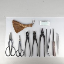 US DUTY PAID | Kikukazu Bonsai