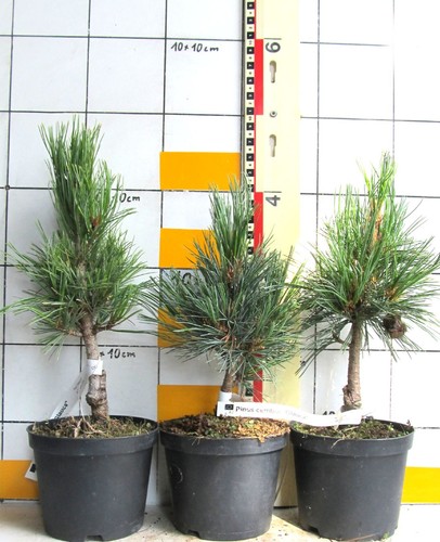 Pinus cembra glauca - cembra, pino