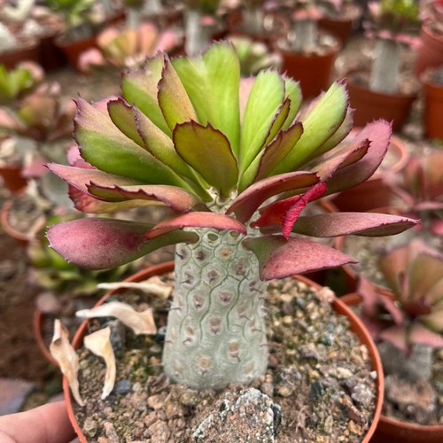 Pezzo cactus vivo - cm,