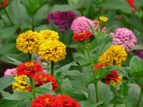 Zinnia dahlia flowered mix - zinnia,